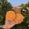 四川春见耙耙柑、脆甜爆汁、自然成熟、甘甜爽口、果粒饱满、肉质脆嫩化渣 商品缩略图7
