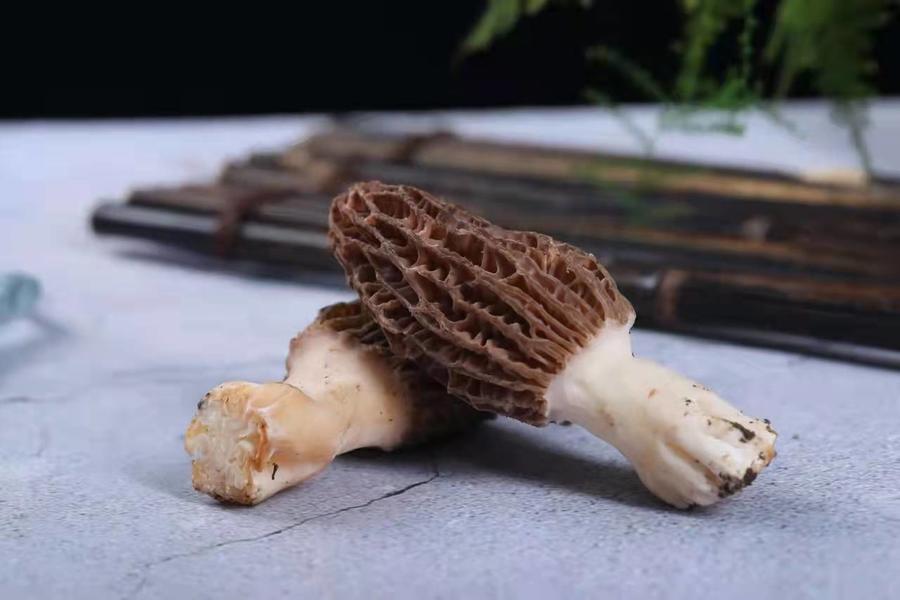 新鲜羊肚菌云南特产羊肚菌菇鲜货羊肝菌煲汤食材羊肚菇半野生菌菇