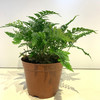 【绿植】狼尾蕨 商品缩略图0
