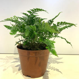 【绿植】狼尾蕨