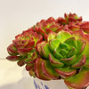 【绿植】多肉-蒂亚 商品缩略图1