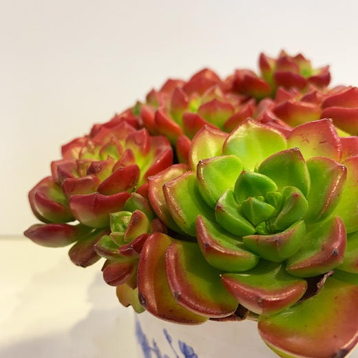 【绿植】多肉-蒂亚 商品图1