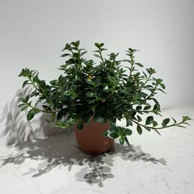 【绿植】金鱼花