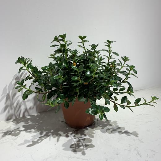 【绿植】金鱼花 商品图0