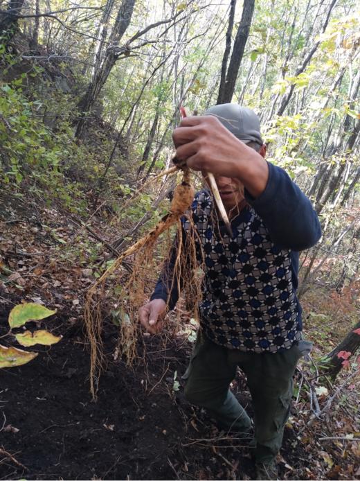 长白山【林下干参】自然生长，给父母补补底气 商品图4