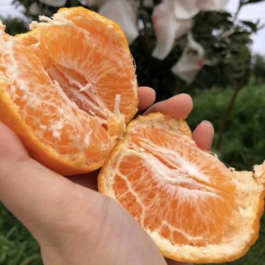 四川春见耙耙柑、脆甜爆汁、自然成熟、甘甜爽口、果粒饱满、肉质脆嫩化渣 商品图4