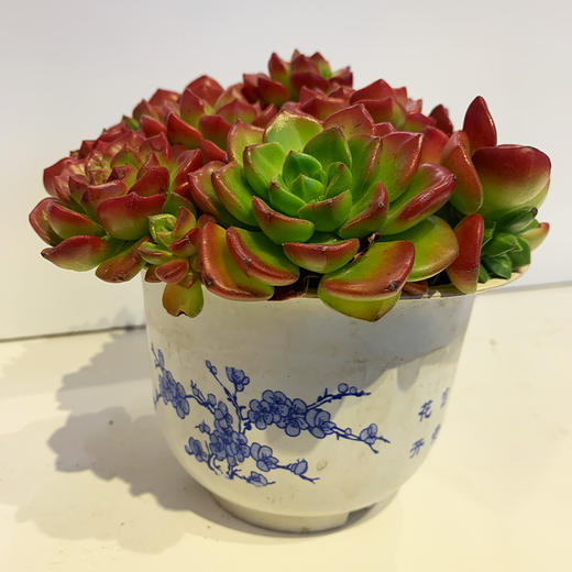 【绿植】多肉-蒂亚 商品图0