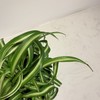 【绿植】卷叶金边兰 商品缩略图1