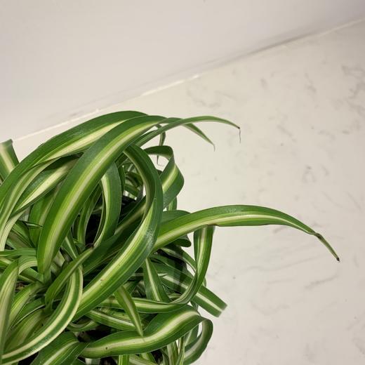 【绿植】卷叶金边兰 商品图1