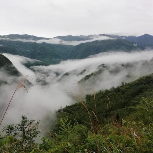 丨有机丨  高山糯山药 山药豆  来自“大熊猫”故乡雅安 ，海拔2000米高山 商品图8