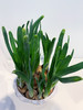 【绿植】水培水仙 商品缩略图1