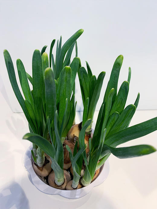 【绿植】水培水仙 商品图1