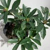 【绿植】金边瑞香 商品缩略图1