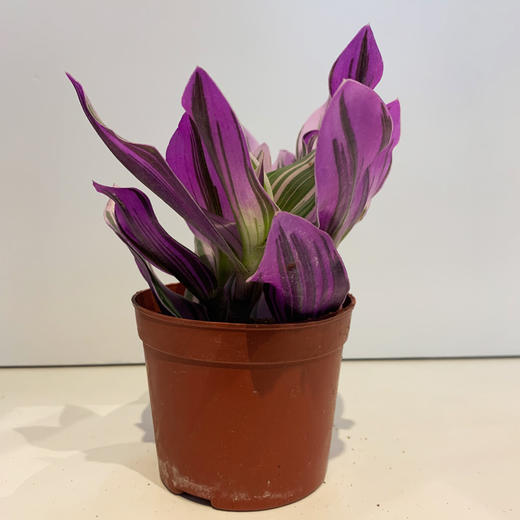 【绿植】油画婚礼 商品图0