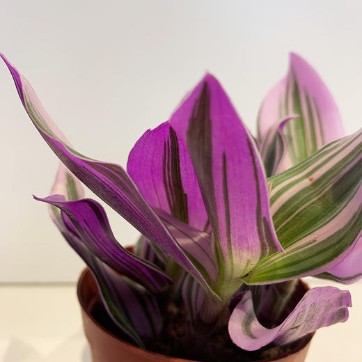 【绿植】油画婚礼 商品图1