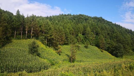 长白山【林下干参】自然生长，给父母补补底气 商品图3