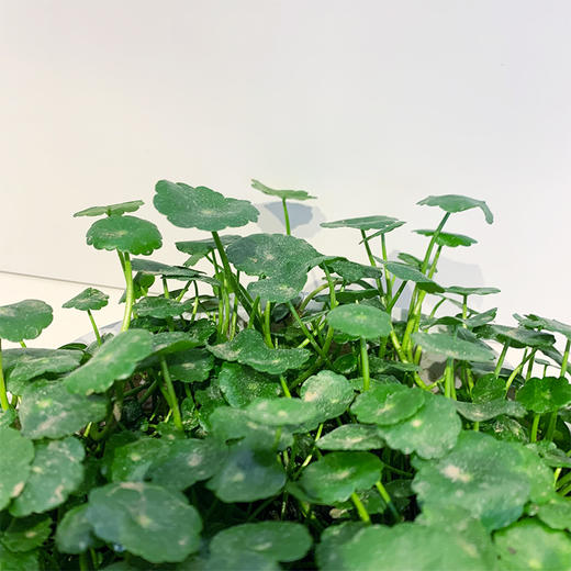 【绿植】水培铜钱草 商品图1