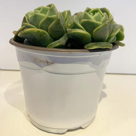 【绿植】多肉-可爱玫瑰