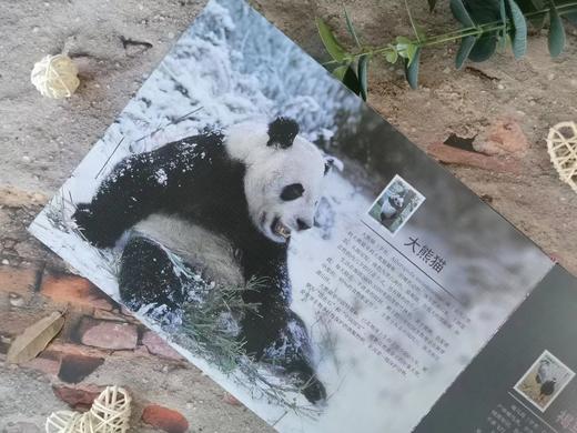 【珍稀动物】邮票集 收录8套/共35枚野生保护动物邮票 商品图2