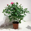 【绿植】玫瑰 商品缩略图2