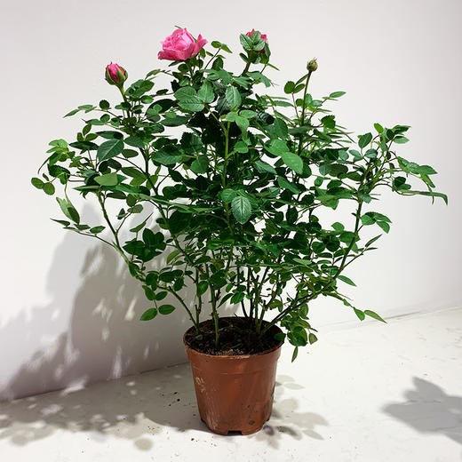 【绿植】玫瑰 商品图2