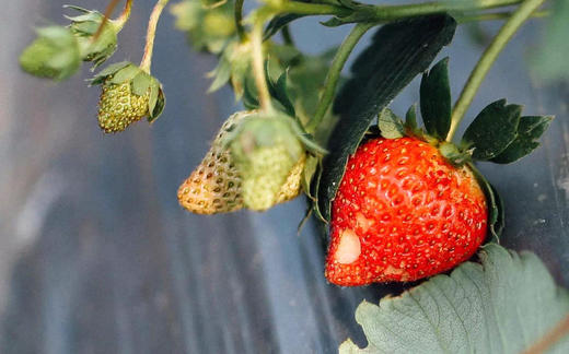【2025年草莓】香甜纯净  有机草莓  安全自然之味  年头的红鹤 商品图2