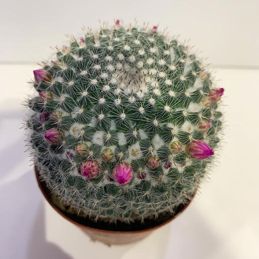 【绿植】多肉-玉翁 商品图1