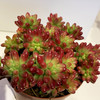 【绿植】多肉-虹之玉 商品缩略图1