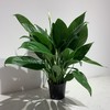 【绿植】白掌 商品缩略图0