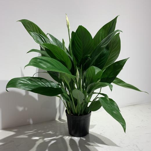 【绿植】白掌 商品图0