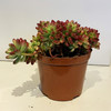 【绿植】多肉-虹之玉 商品缩略图0