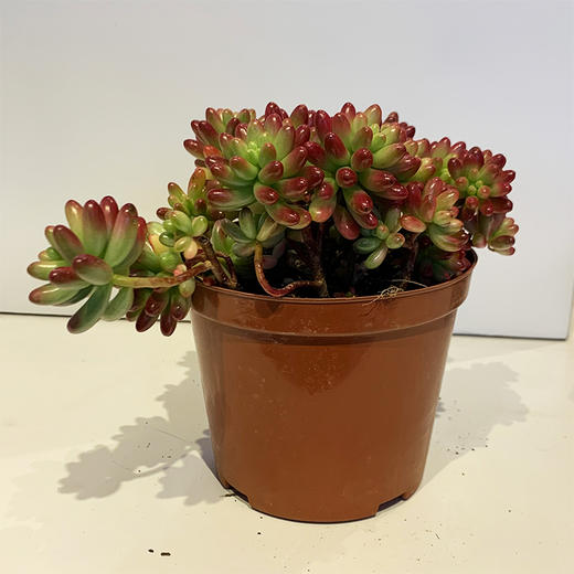 【绿植】多肉-虹之玉 商品图0