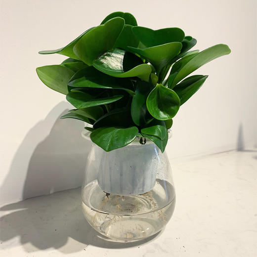 【绿植】碧玉 商品图0