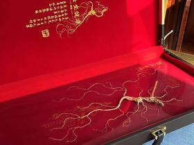 长白山【林下干参】自然生长，给父母补补底气