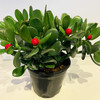 【绿植】假果玉树 商品缩略图0