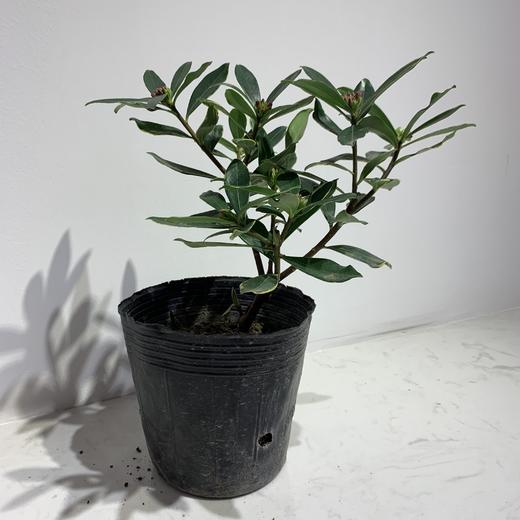 【绿植】金边瑞香 商品图0