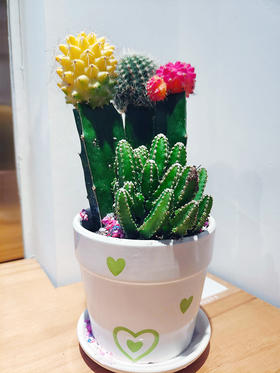 【绿植】仙人柱