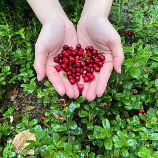 【全新野生蔓越莓原浆  女性的红宝石】大兴安岭有机认证野生蔓越莓 100%蔓越莓原浆 不含香精色素防腐剂 不含一滴水 老少皆宜 商品图4