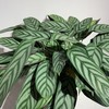 【绿植】飞羽竹芋 商品缩略图1