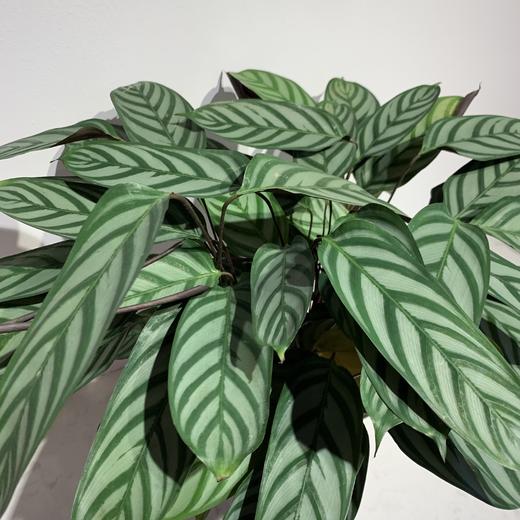 【绿植】飞羽竹芋 商品图1
