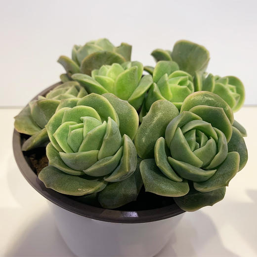 【绿植】多肉-可爱玫瑰 商品图1