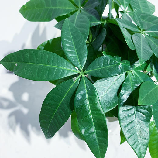 【绿植】水培发财树 商品图1