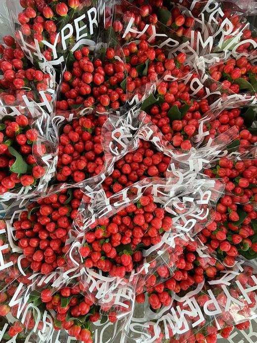 【荷兰】进口火龙珠  多色可选  约10枝/扎 商品图10