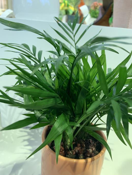 【绿植】盆景椰子 商品图1