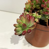 【绿植】多肉-虹之玉 商品缩略图2
