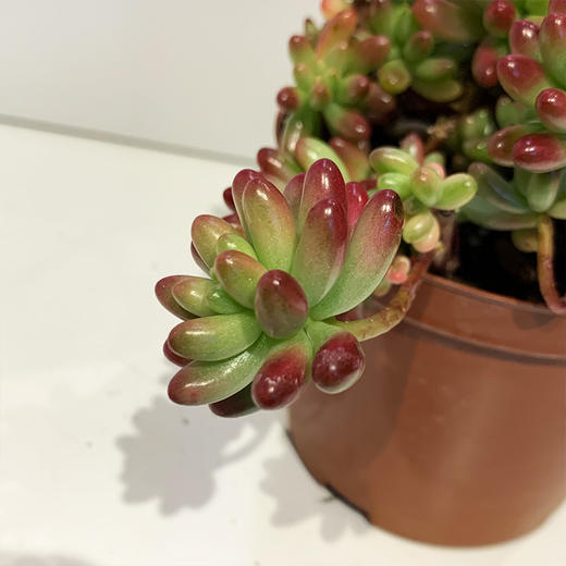 【绿植】多肉-虹之玉 商品图2
