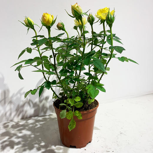 【绿植】玫瑰 商品图4