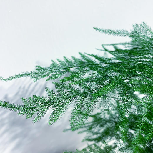 【绿植】文竹 商品图1