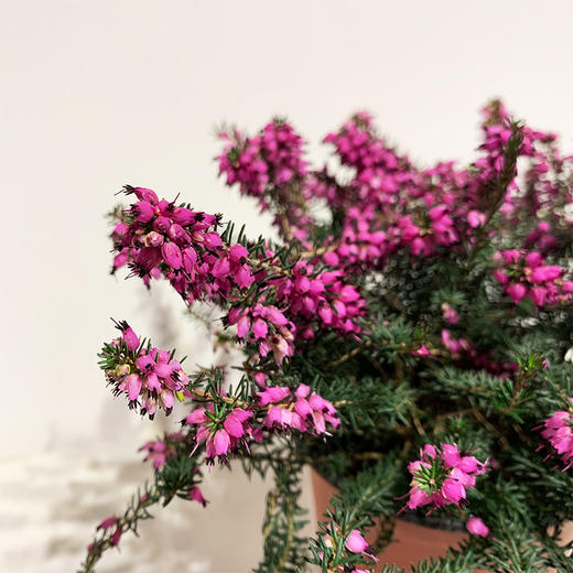 【绿植】欧石楠 商品图1