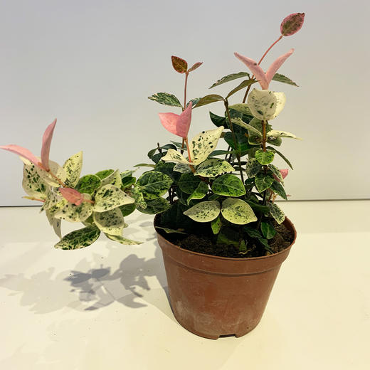 【绿植】花叶络石 商品图0